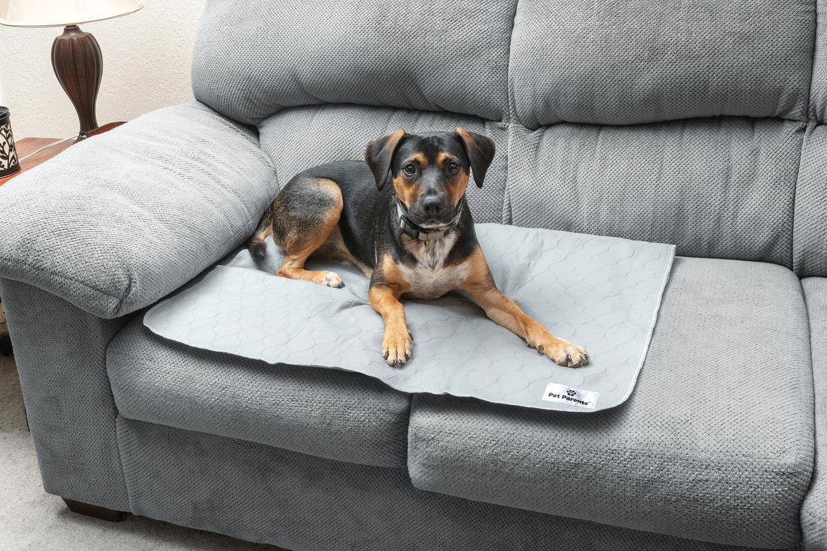 The Pet Parents® Guide to Pee Pads Pet Parents®