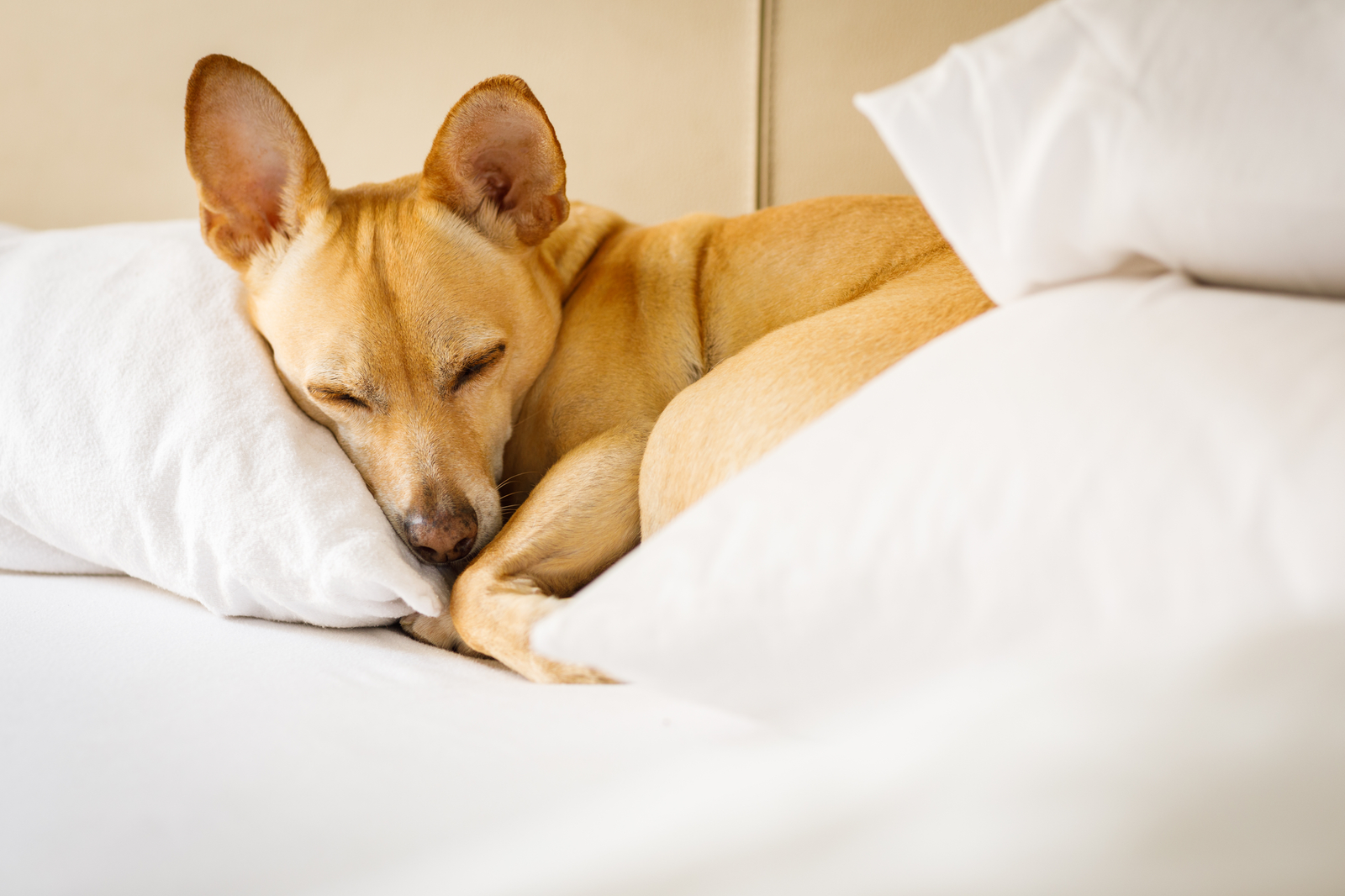 Caring For Dog Indigestion