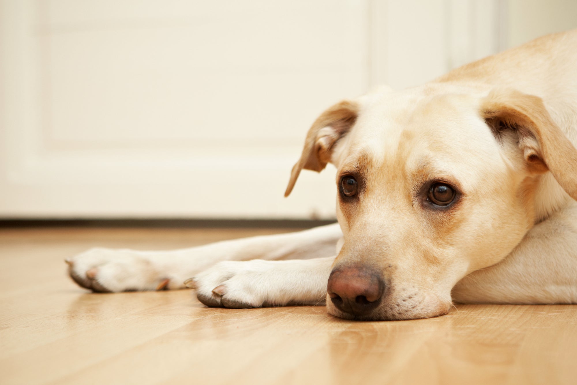 Acid Reflux in Dogs