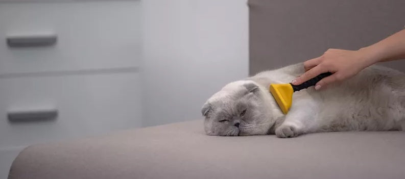 Best Pet Hair Removers to Help with Shedding