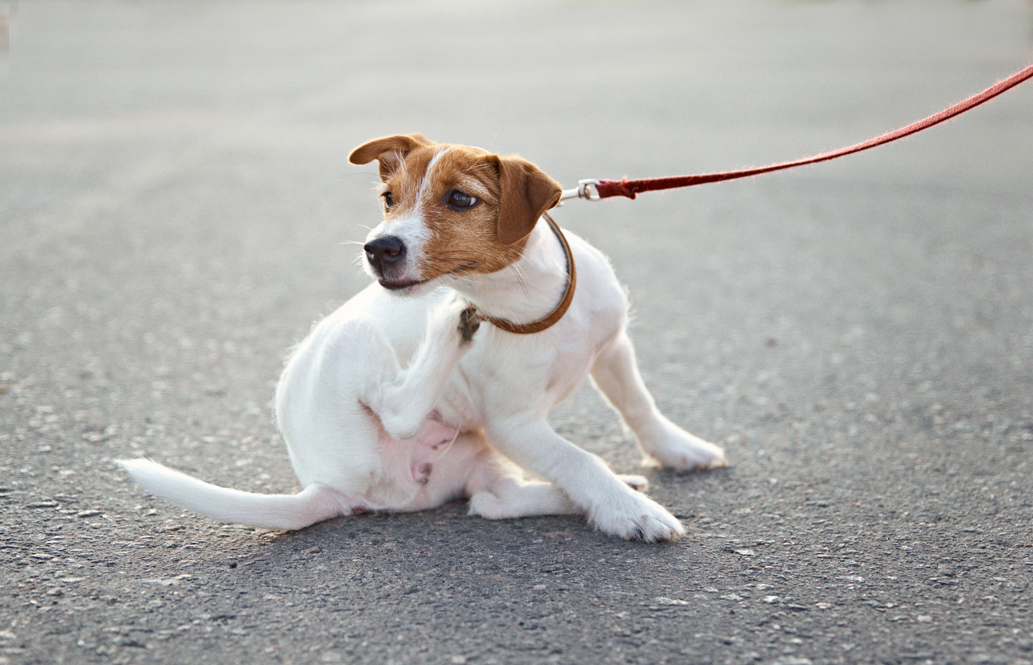 How to soothe a dog's itchy skin?