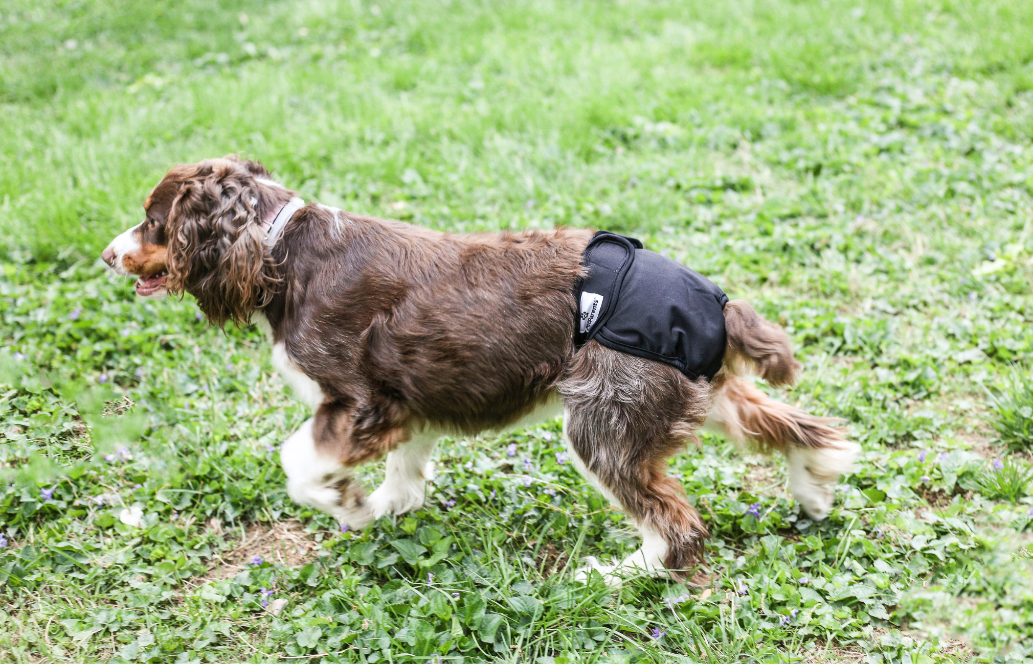 Should dogs in heat wear diapers? Dog Diapers for females