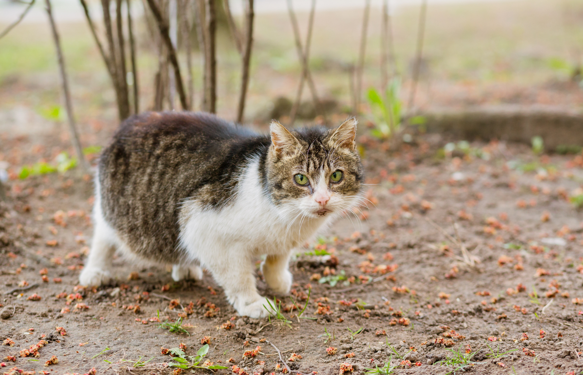 Pregnant cat pooping outside litter box deals