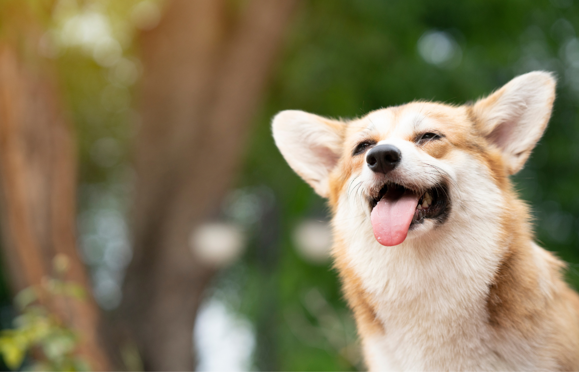 Top 5 Reasons Why You Should Give your Dog Colostrum