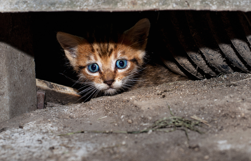 Article feature image