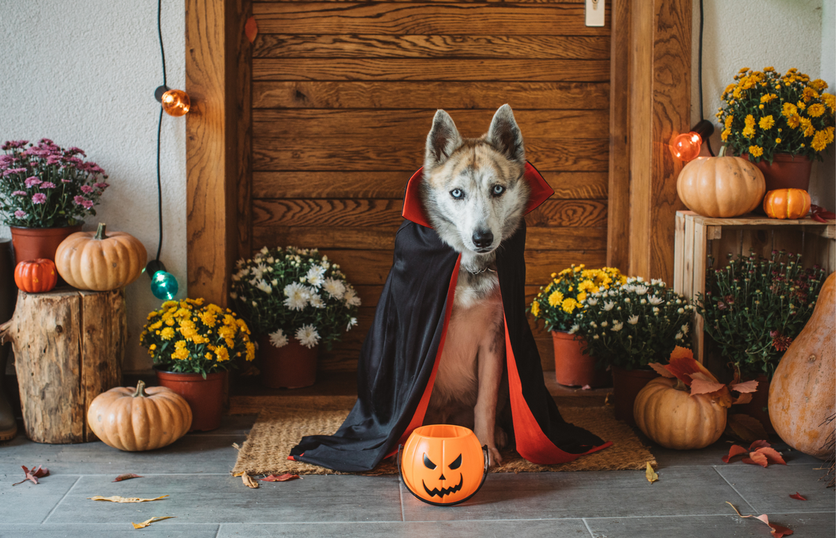 halloween dogs wallpaper