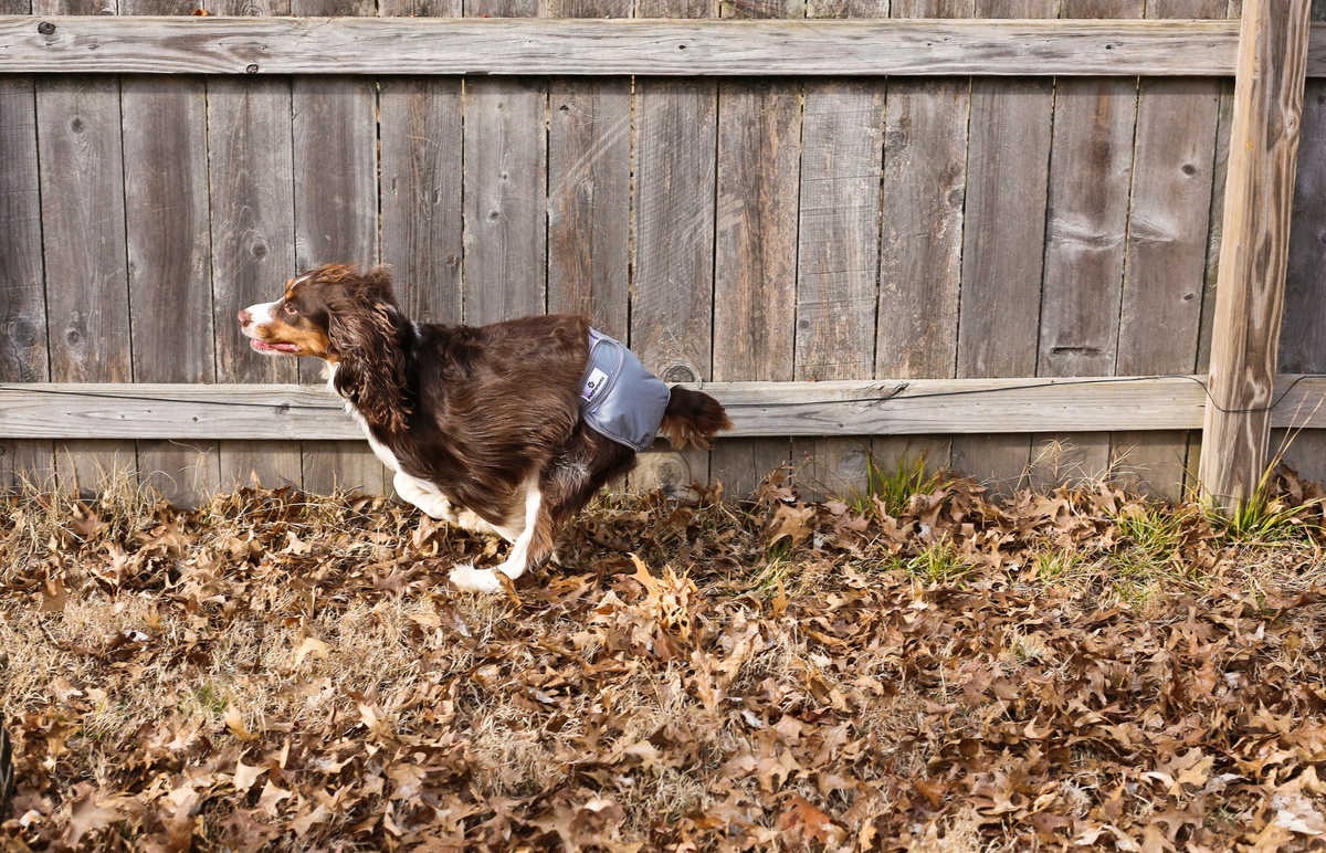 Dog Diapers for Poop Do They Work Pet Parents