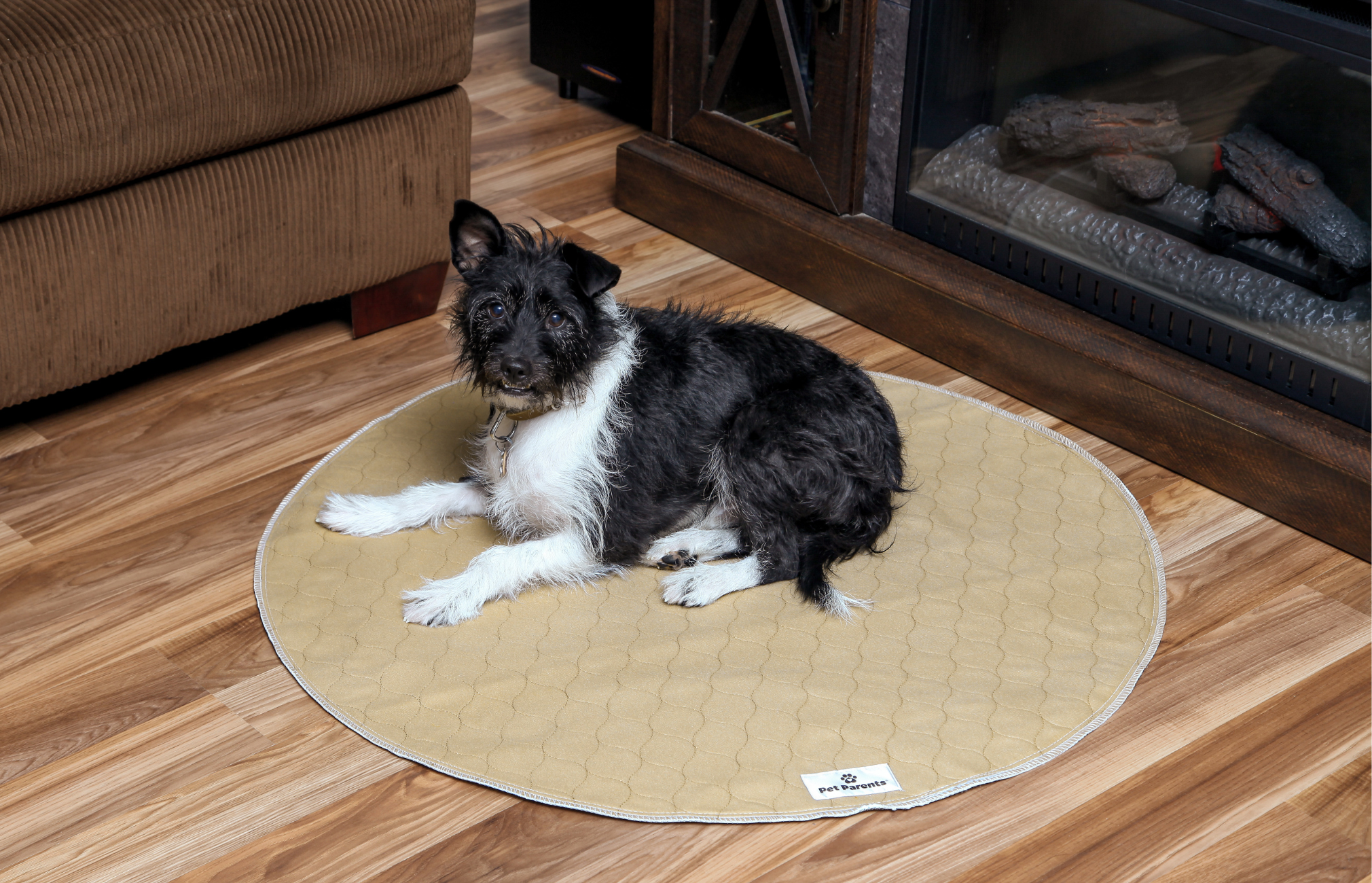 How to Get a Senior Dog to Use Pee Pads, how to potty train an older dog with pee pads.
