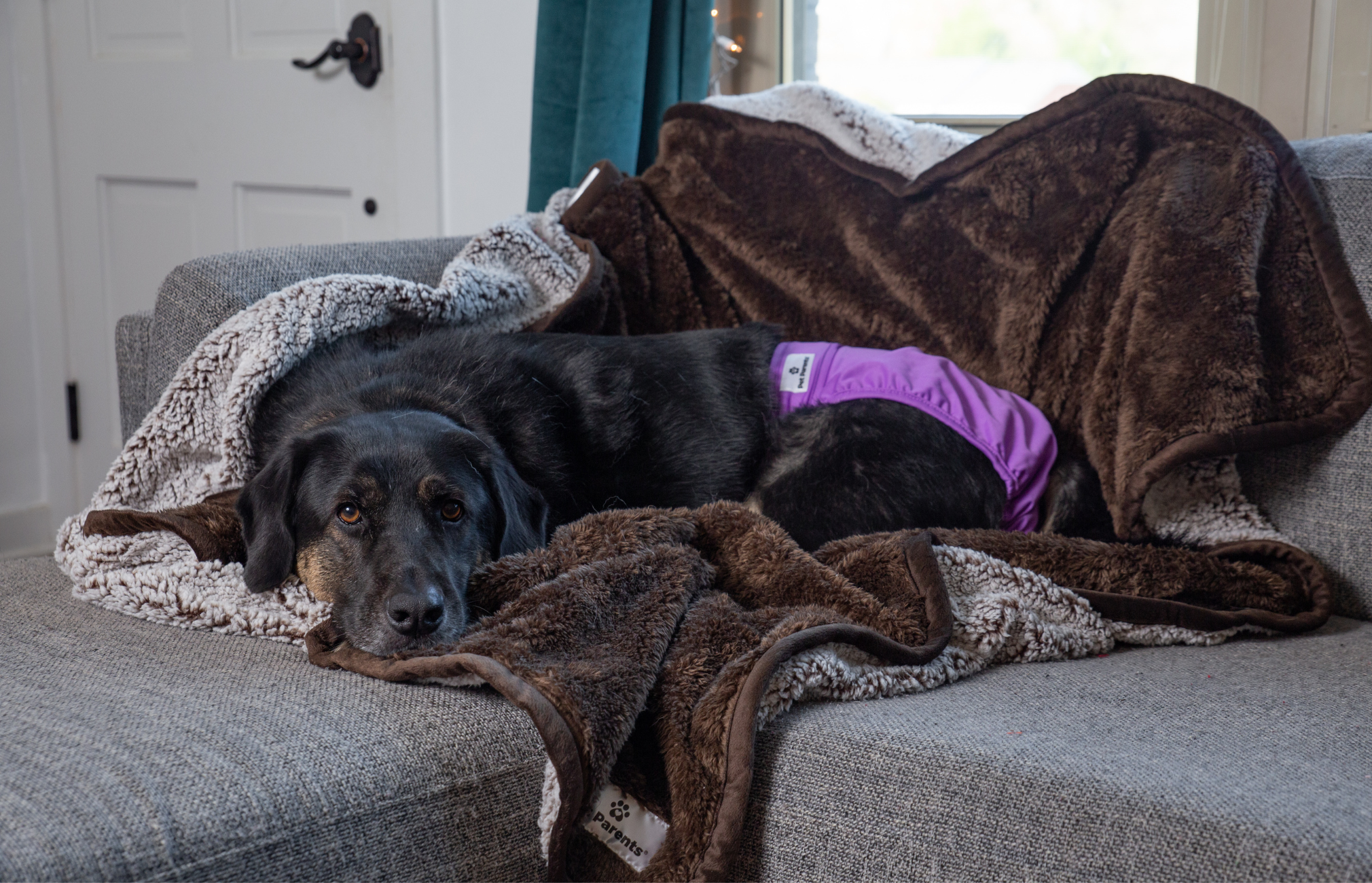 Dog incontinence diapers, dog diapers for incontinence