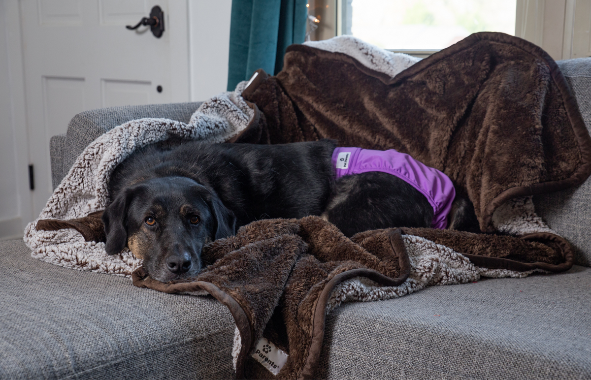 The Pet Parents® Guide to Dog Diapers for Fully Incontinent Dog Pet