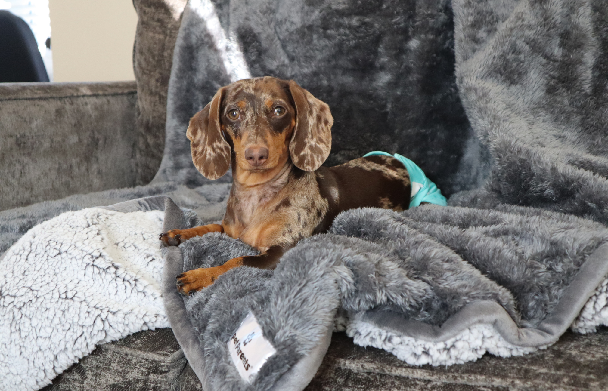 dog diapers, diapers for dogs