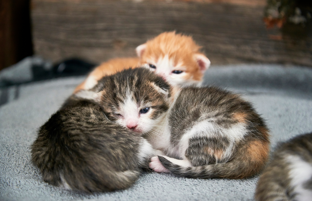 The Pet Parents® Guide to Taking Care of Newborn Kittens | Pet Parents®