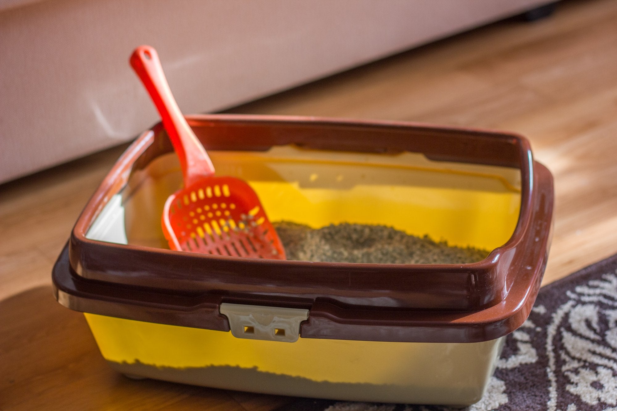 How Often to Change Cat Litter