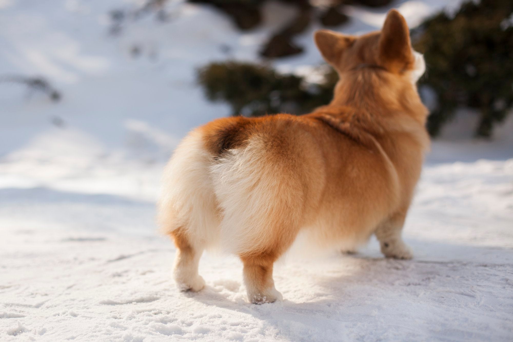 Home Remedies for a Dog’s Itchy Bum