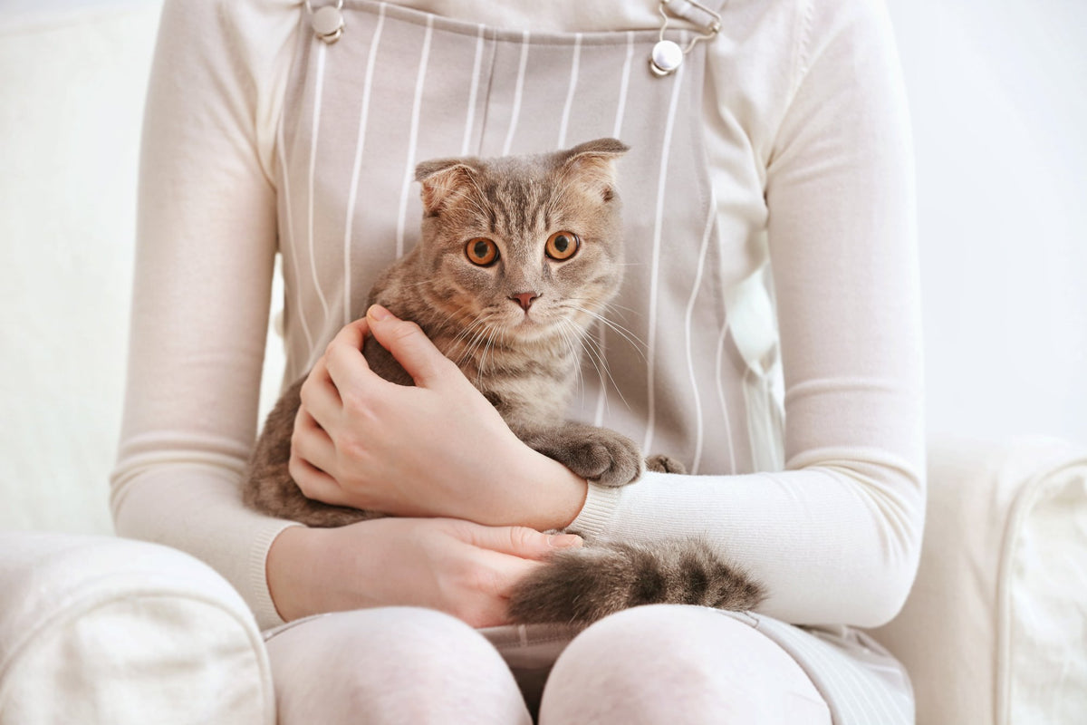 8-signs-of-separation-anxiety-in-cats-how-to-help-them