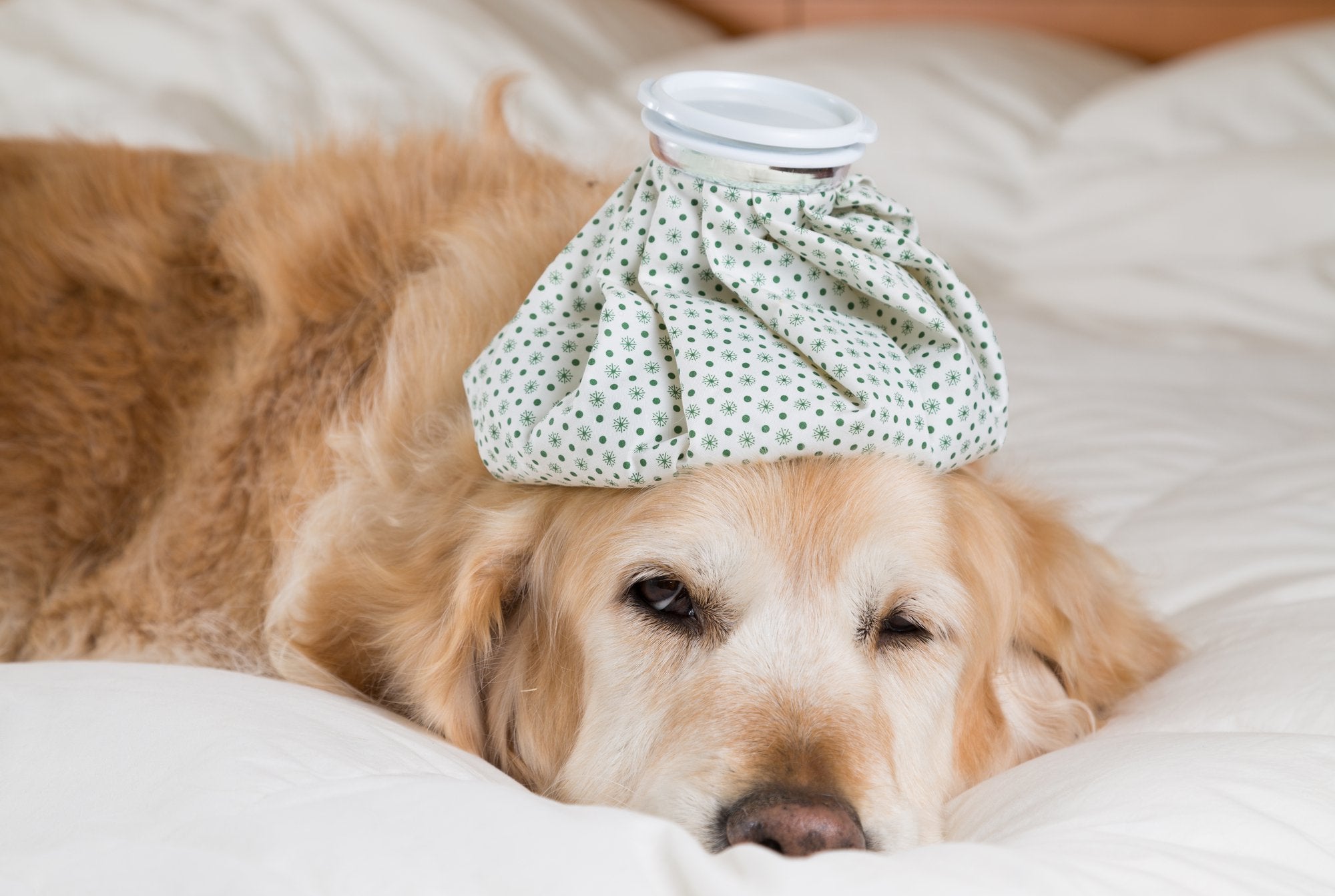 Can Dogs Get The Flu?