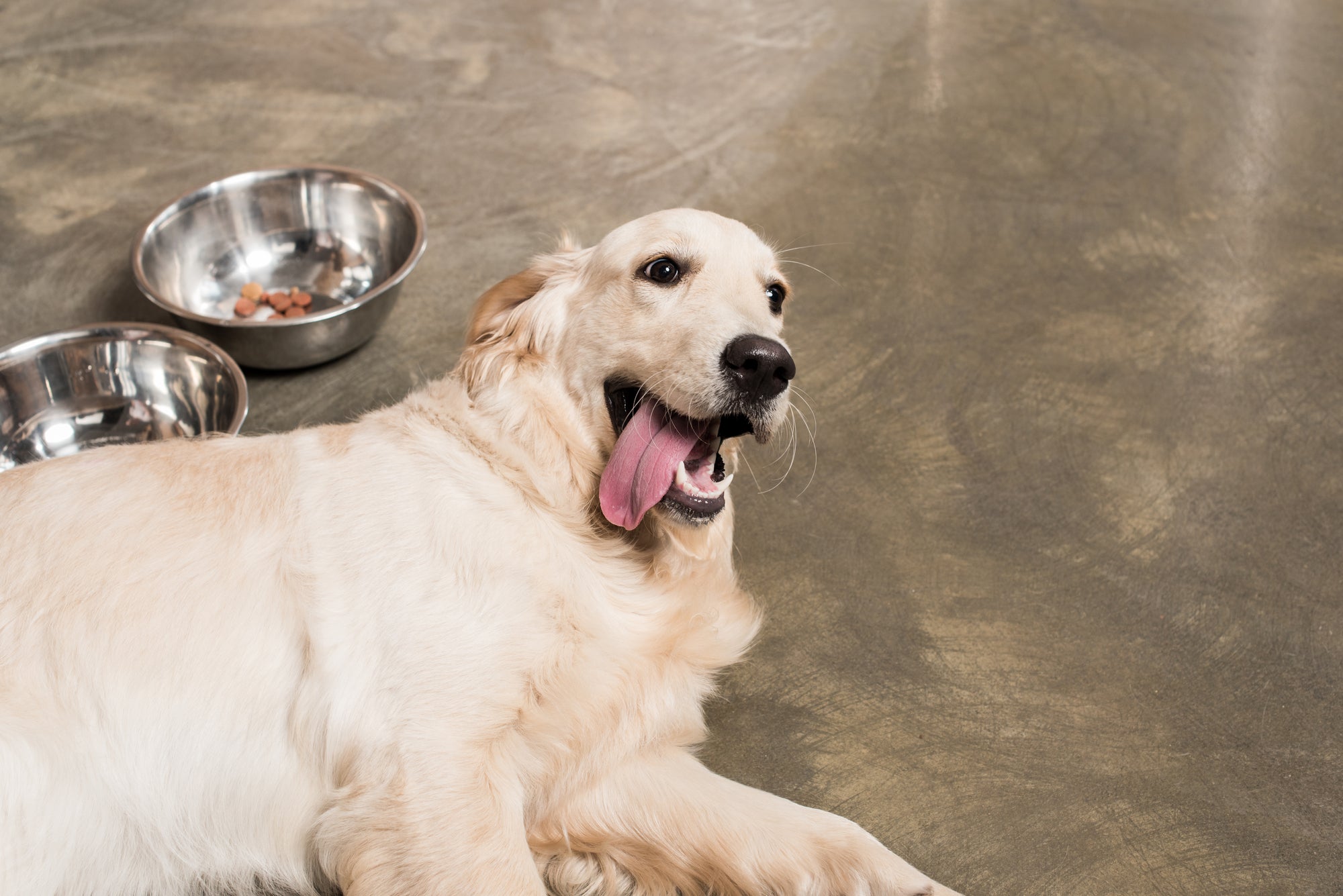 Dog Pregnancy Nutrition