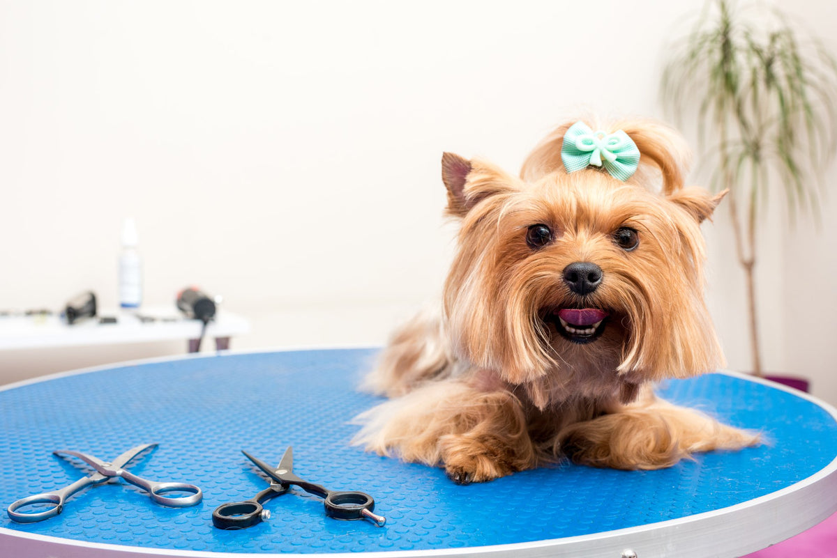 The Benefits and Importance of Regular Pet Grooming - PetSecure