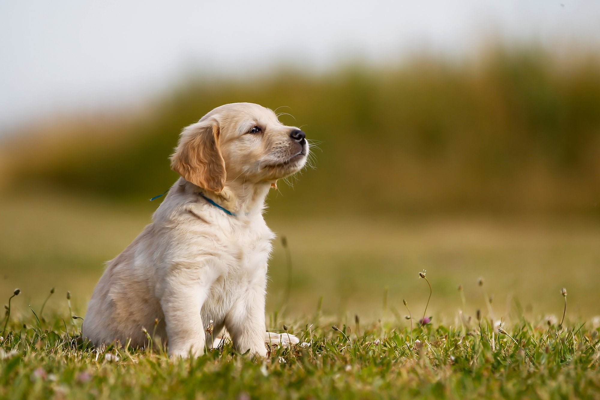 The Pet Parents® Guide to Raising a Puppy