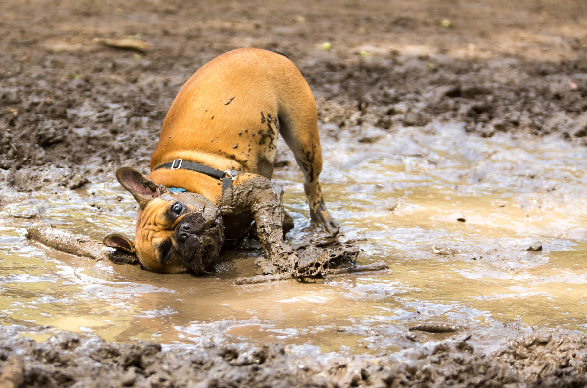 how often should you bathe a dog with hot spots