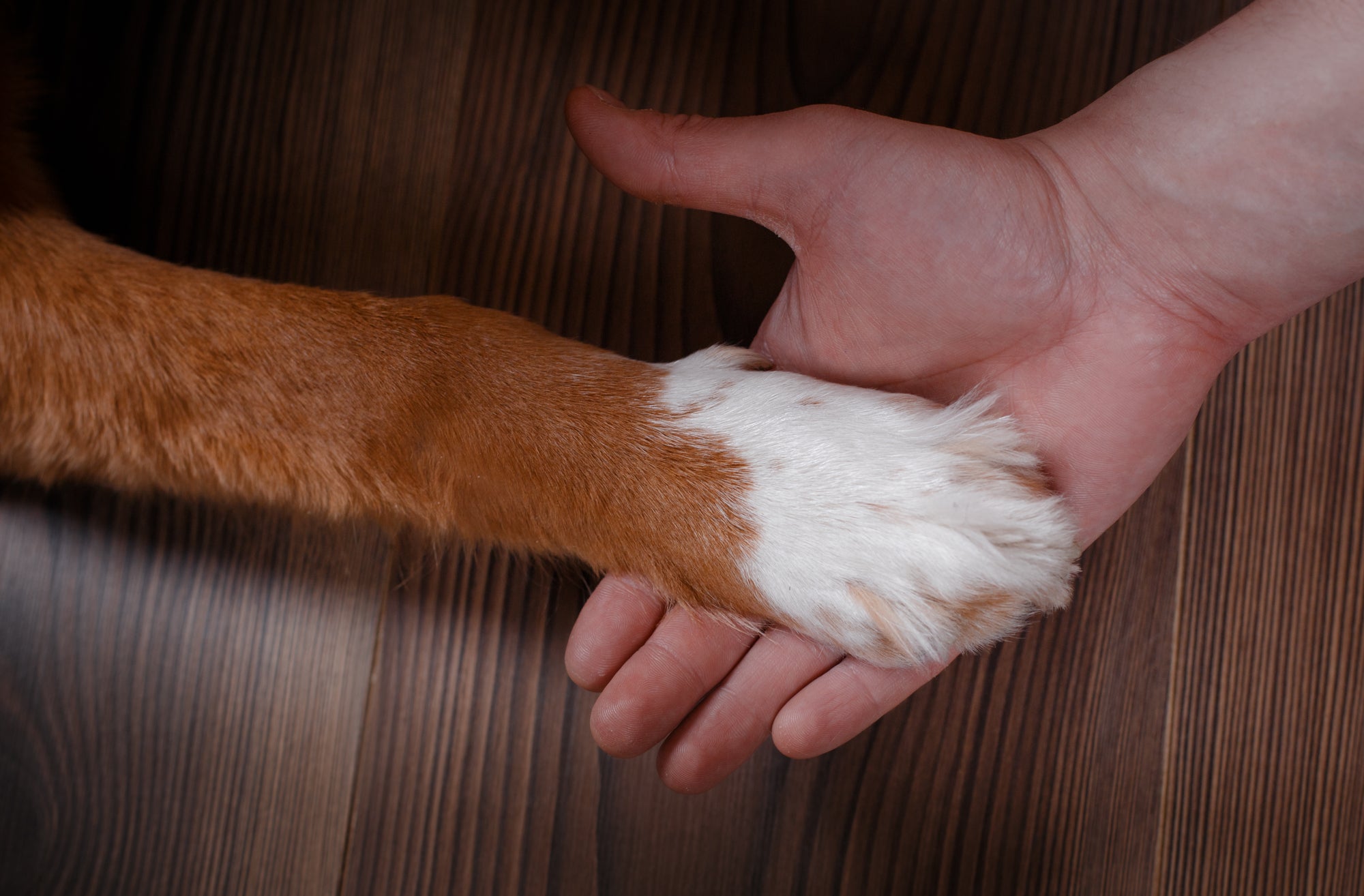 How to Cut Your Dog's Nails