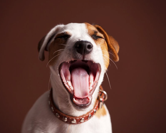 Importance of a Dog Teeth Cleaning Toy