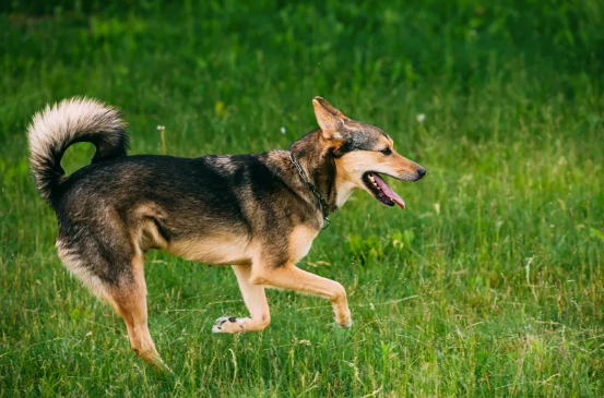 Glucosamine and Chondroitin for Dogs