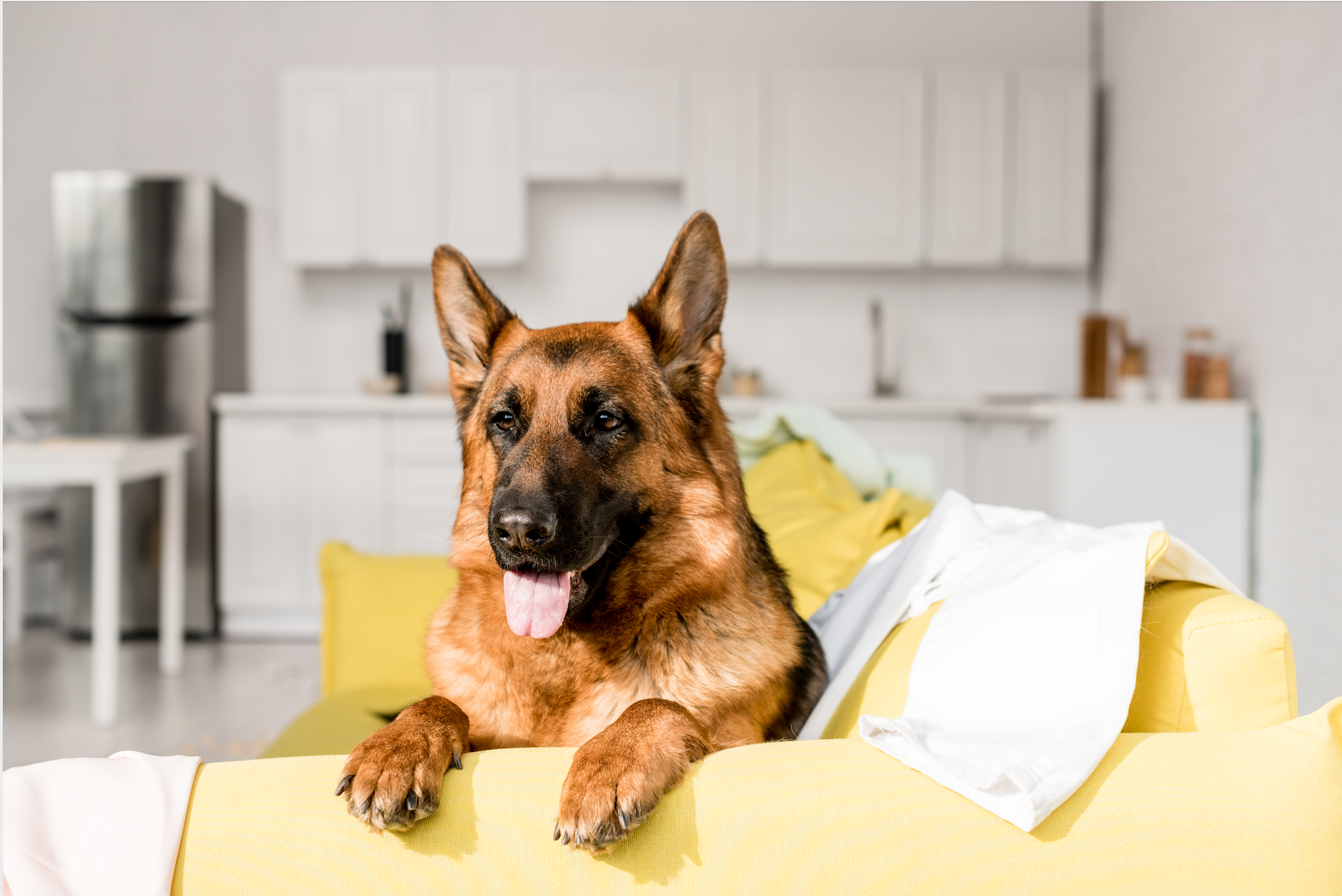 House Cleaning Tips for Pet Owners