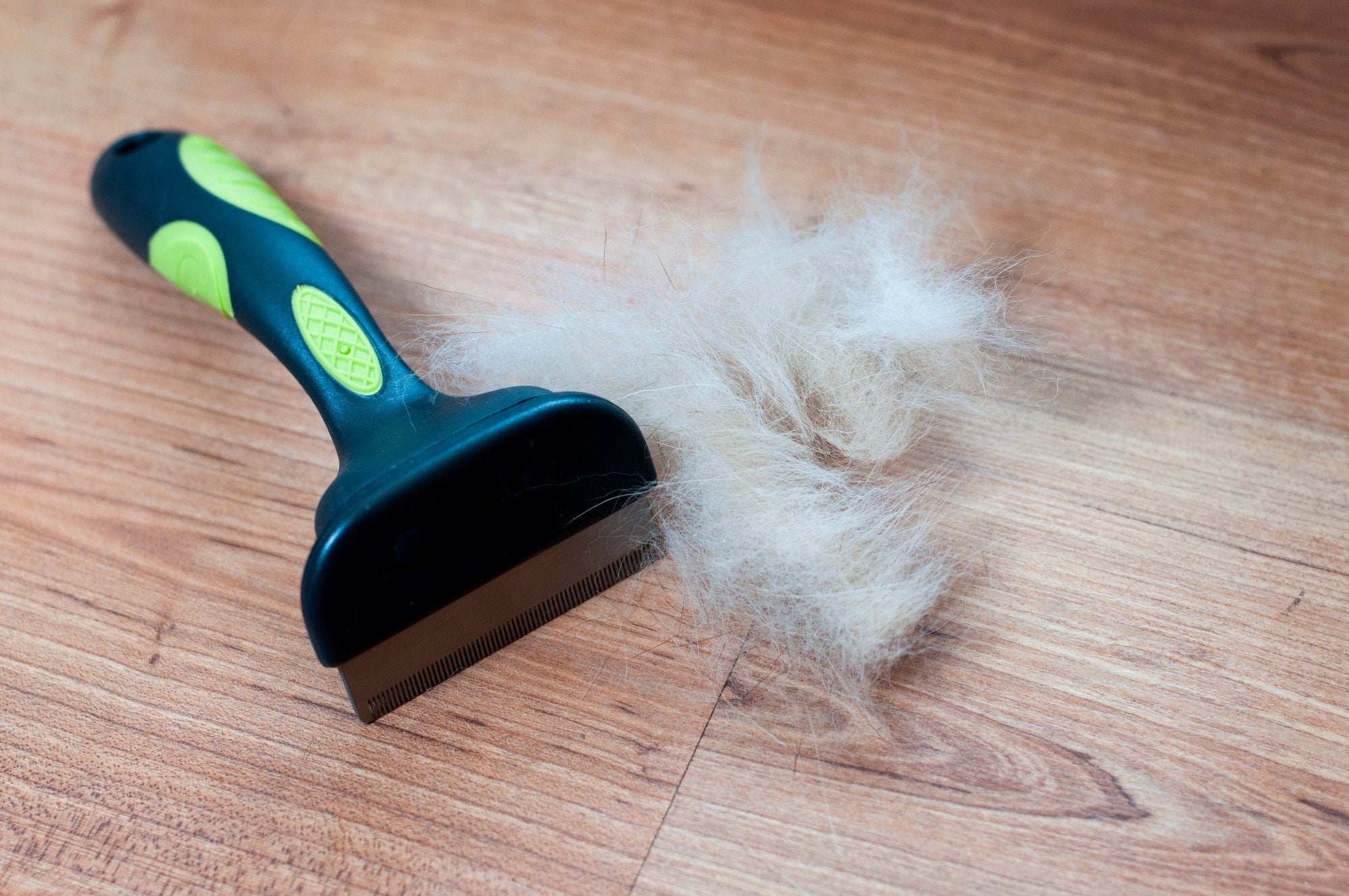 Do Puppies Shed? Shedding Puppy