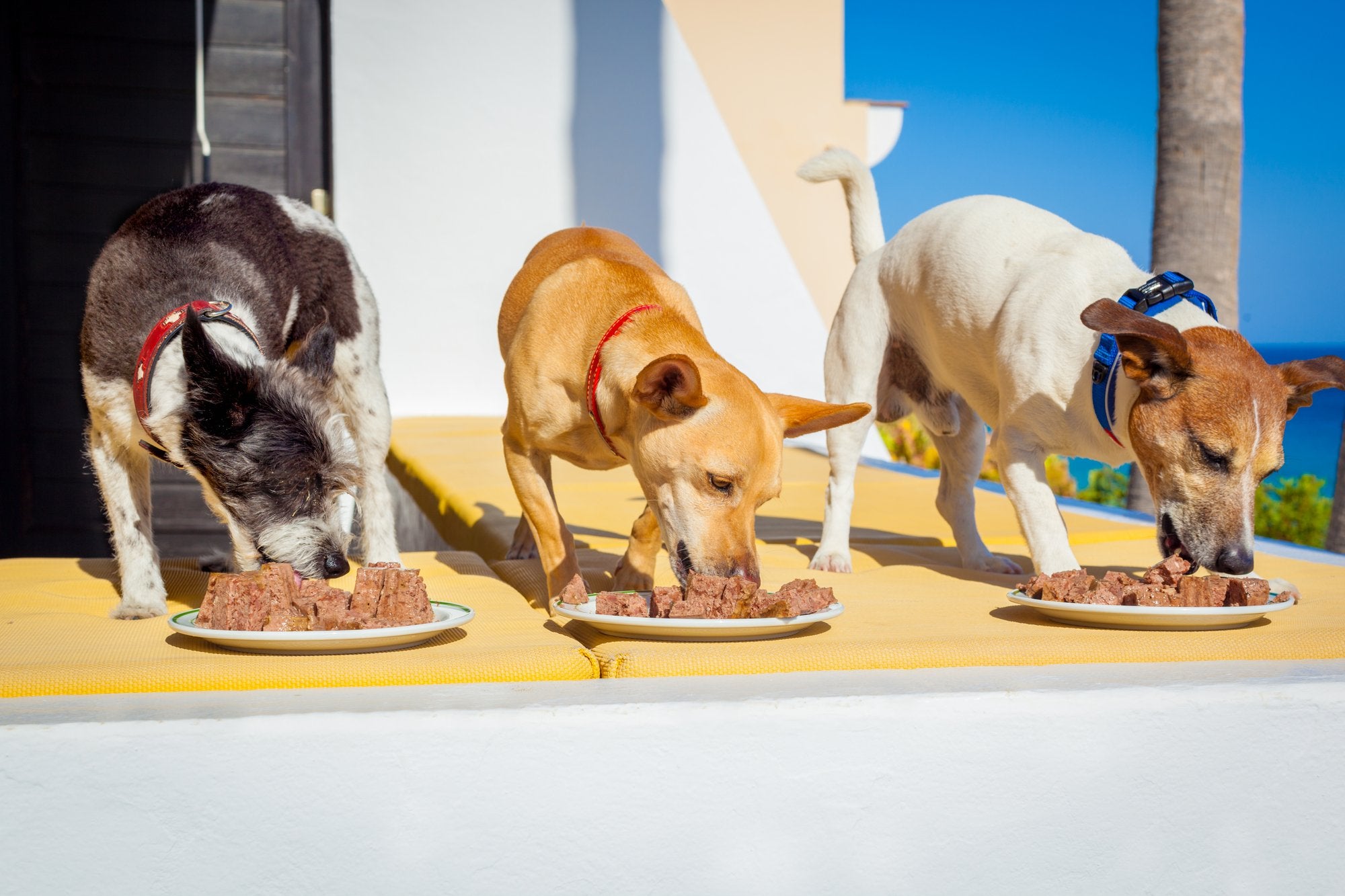 Ways to Enhance Your Dog’s Diet