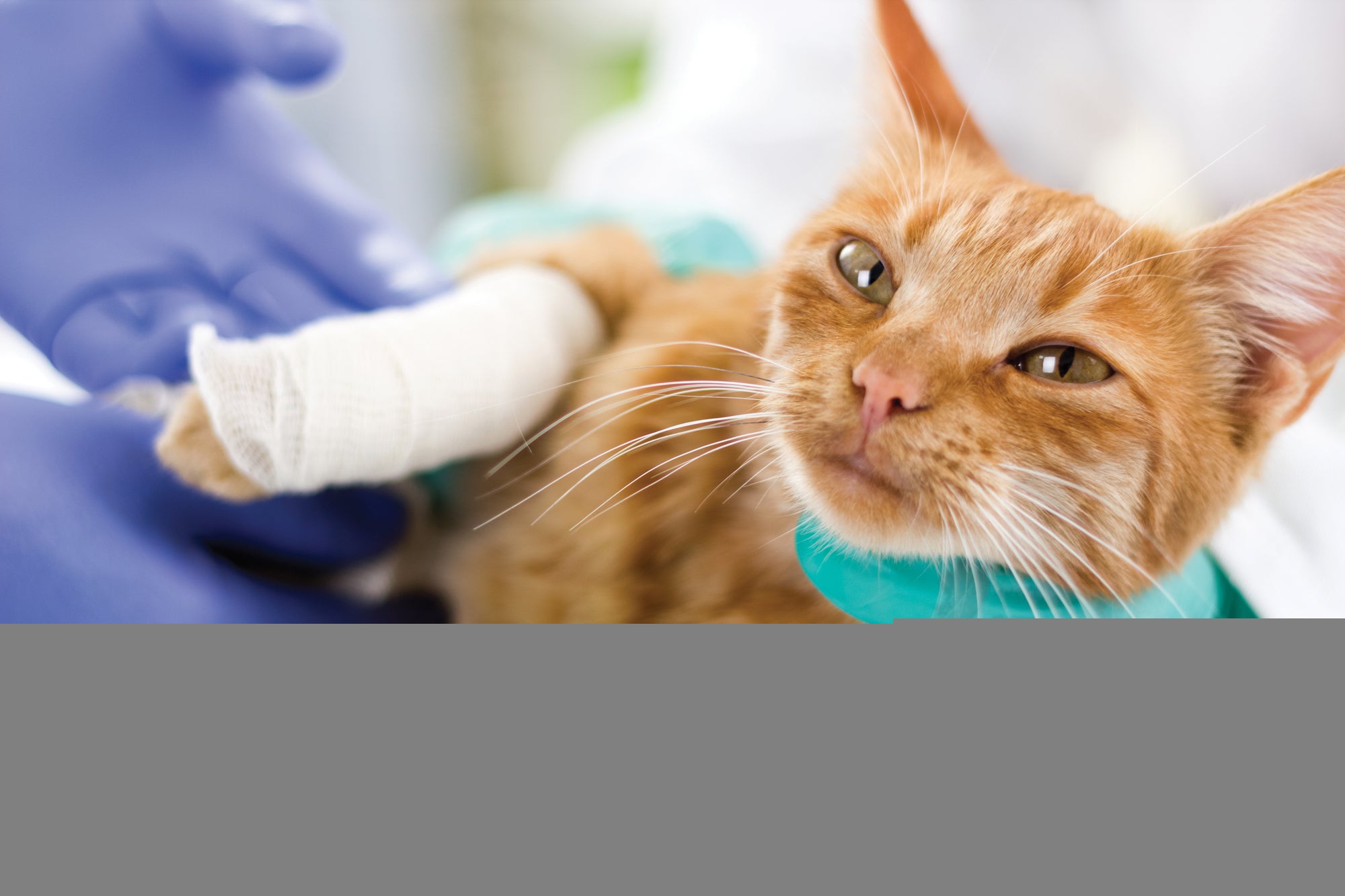 Why Your Pets Should Be Spayed or Neutered