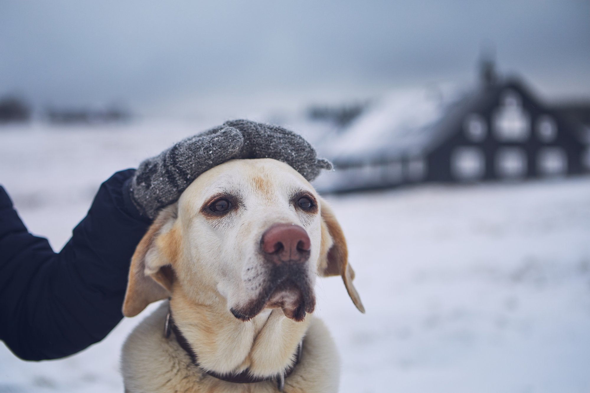 Why Dogs Are Living Longer