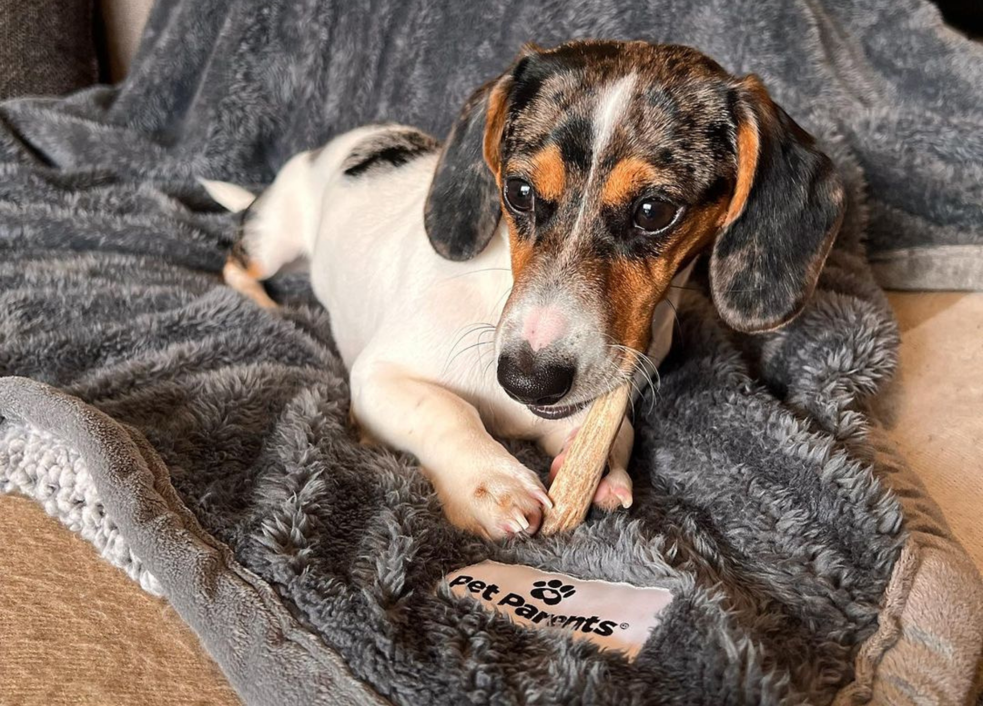 Different Kinds of Antler Chews for Dogs: Antlers for Dogs