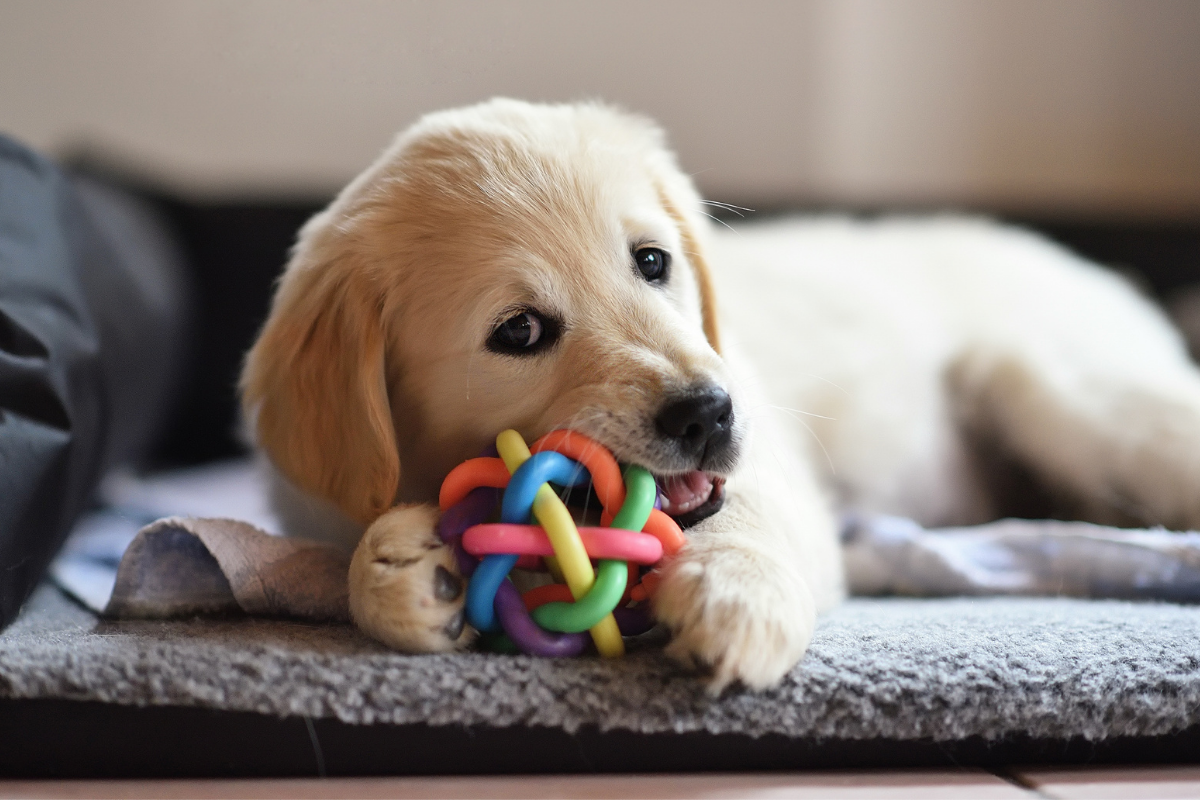 Why Do Dogs Chew