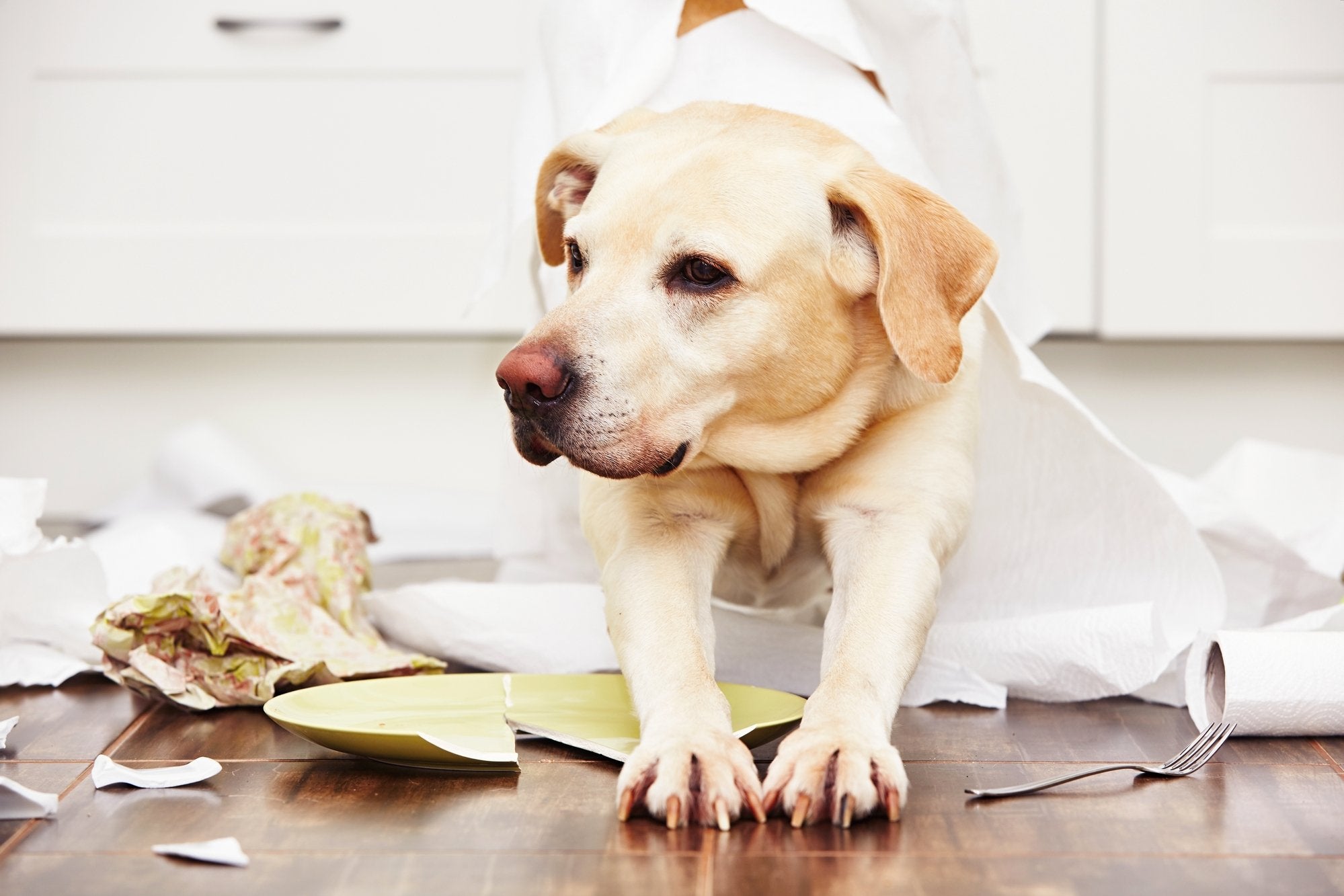 Diaper on puppy, are puppy diapers good for potty training