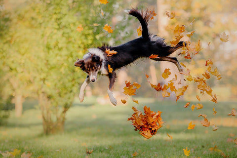 Fall Activities to Do With Your Dog