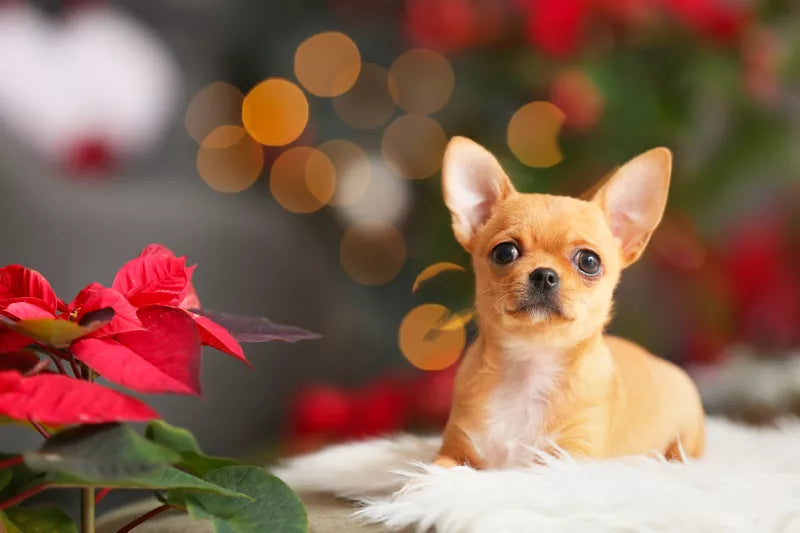 Toxic Christmas Plants for Pets