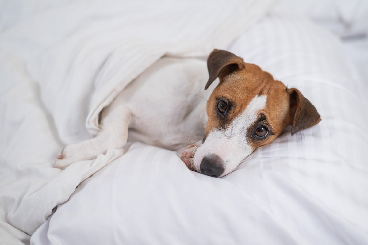 Addison’s Disease in Dogs | Pet Parents®