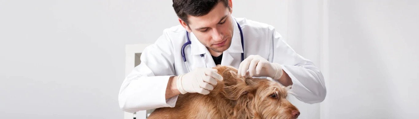 How True are Spaying and Neutering Myths