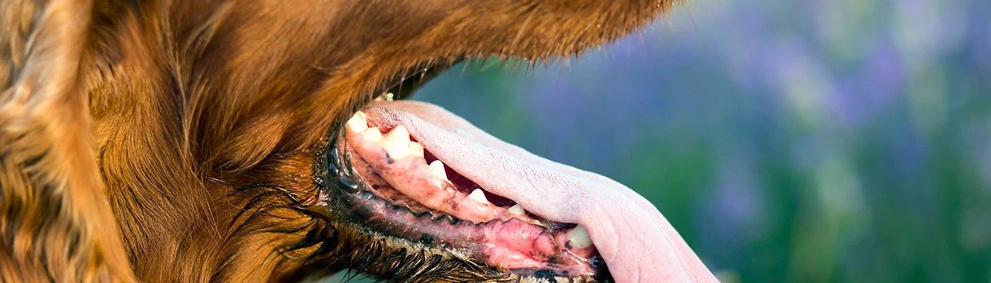 Joint Disorders in Dogs