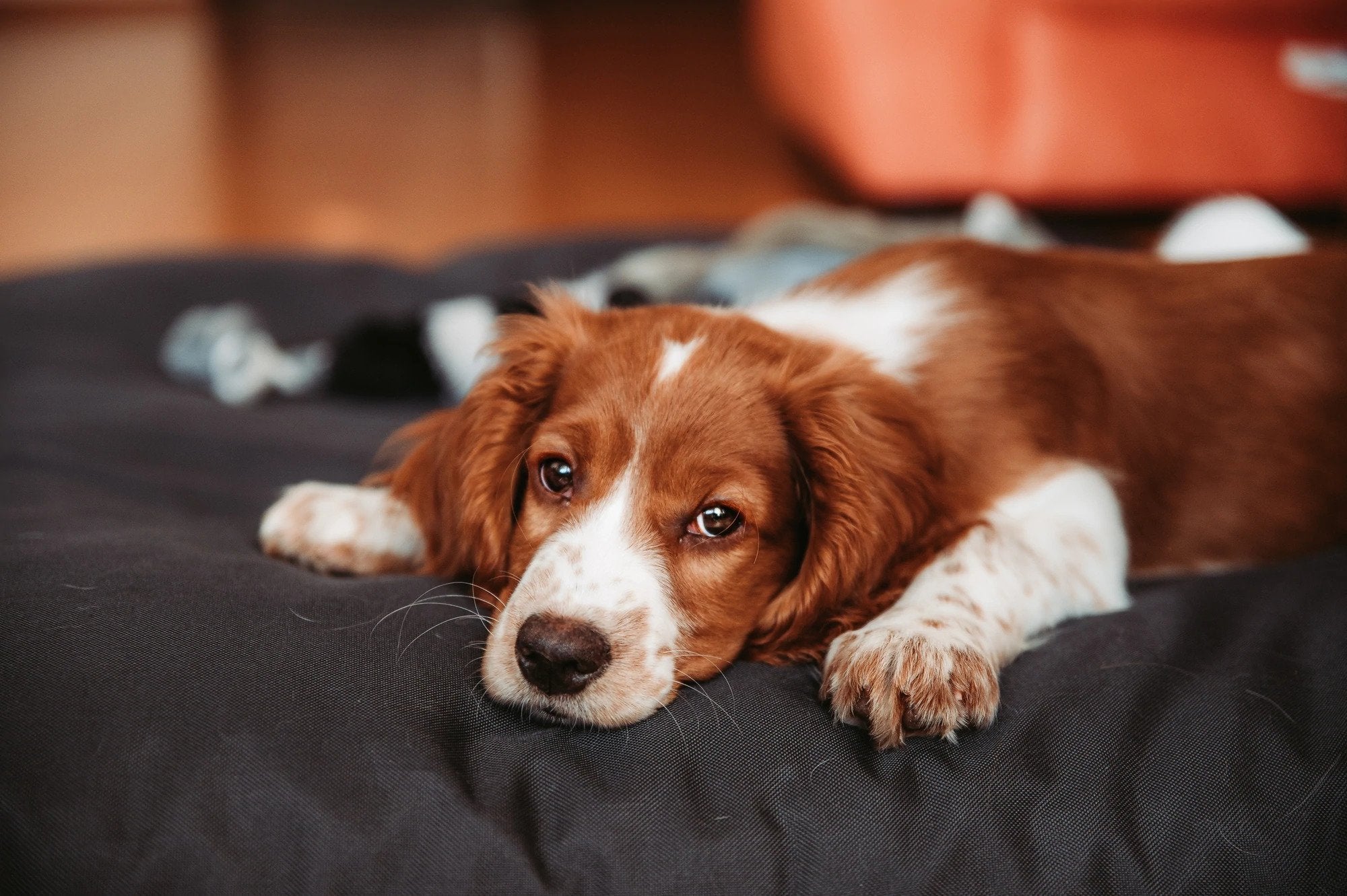 Is Your Dog Sad? Try These Strategies for How to Cheer Up a Sad Dog