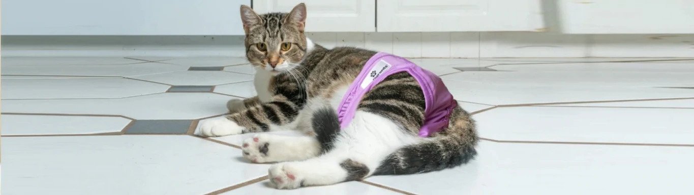 What to do About Common Urinary Problems in Cats