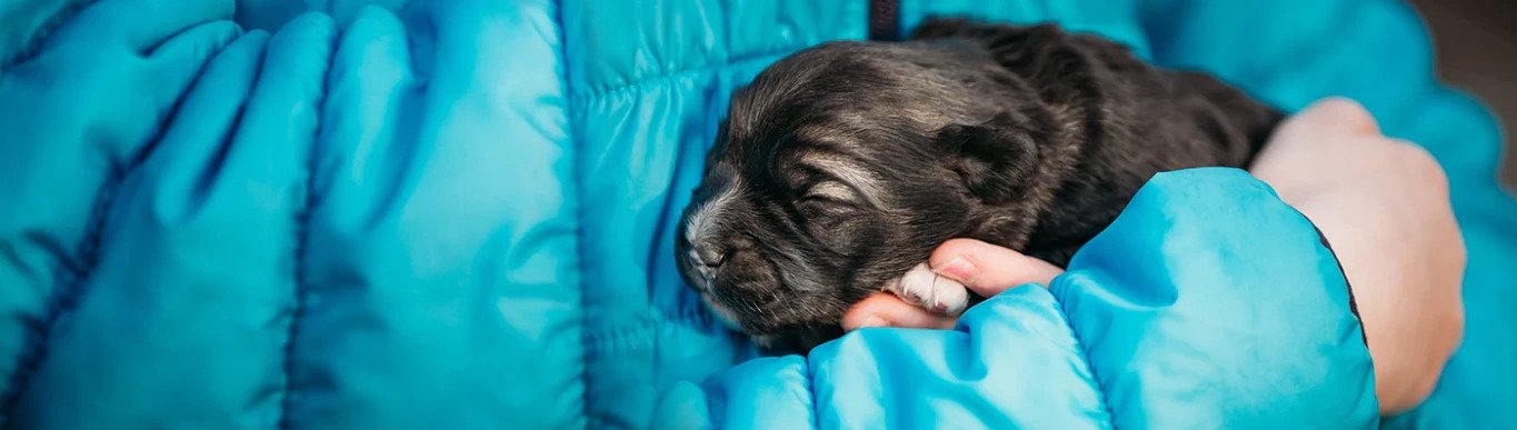 How to take care of a weak newborn pup, how to keep a weak newborn puppy alive