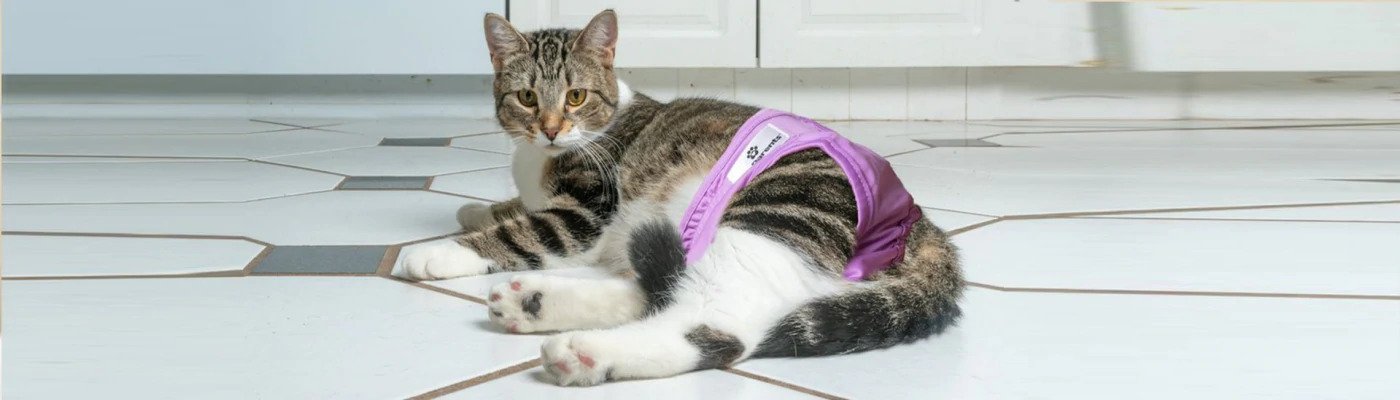 5 Cat Diaper Buying Tips You Should Know