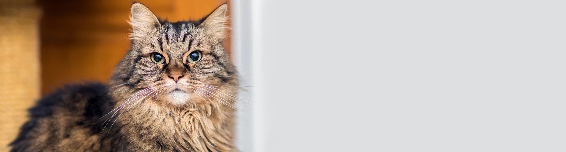 Things To Keep In Mind When Caring For A Senior Cat
