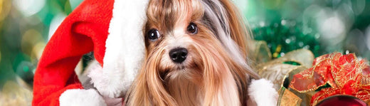 Making your Christmas Decor Pet-Friendly
