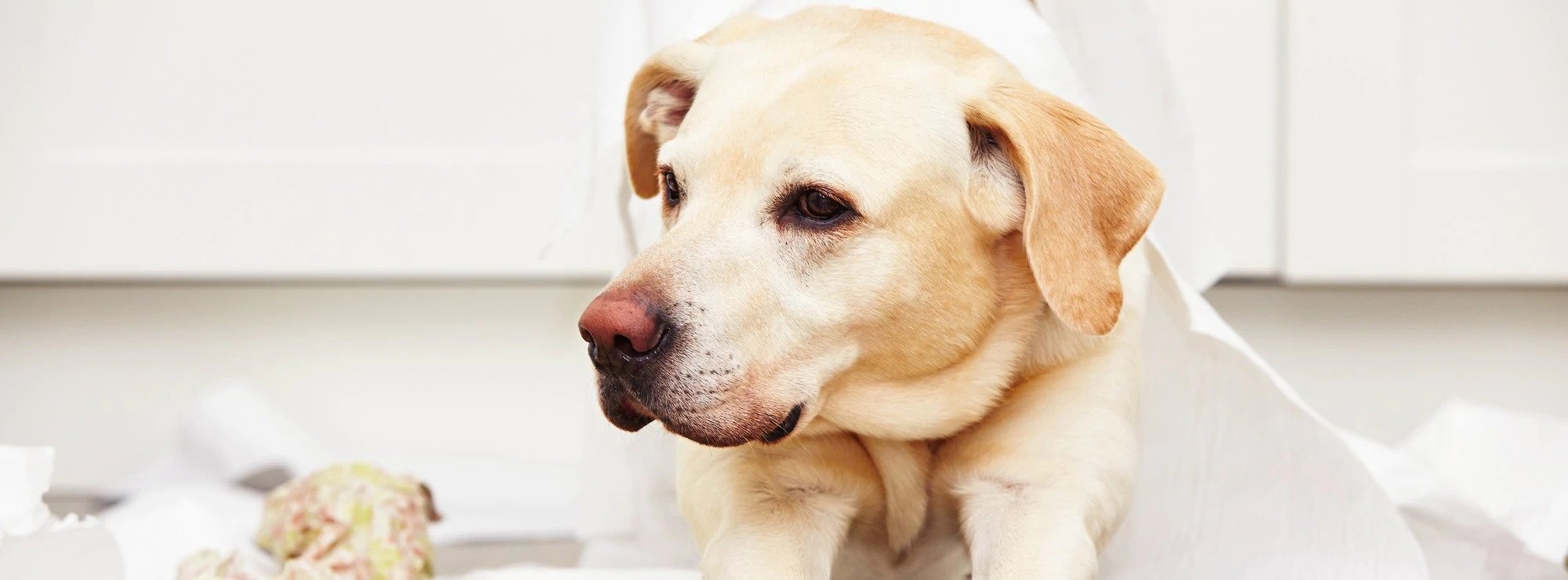 Top Symptoms of Separation Anxiety in Dogs