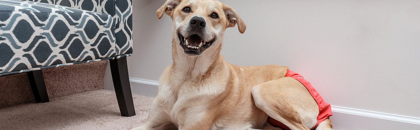 5 Tips to Pick the Right Diaper for Your Dog