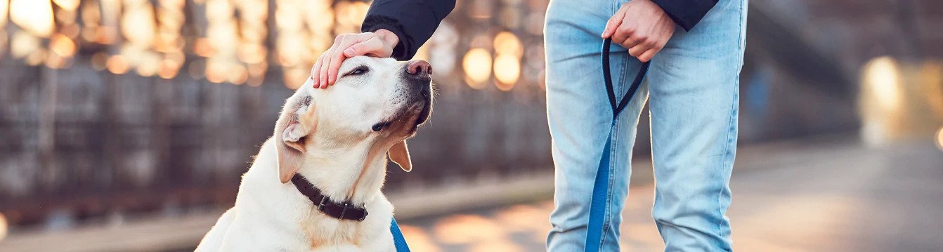 Benefits of salmon oil for dogs