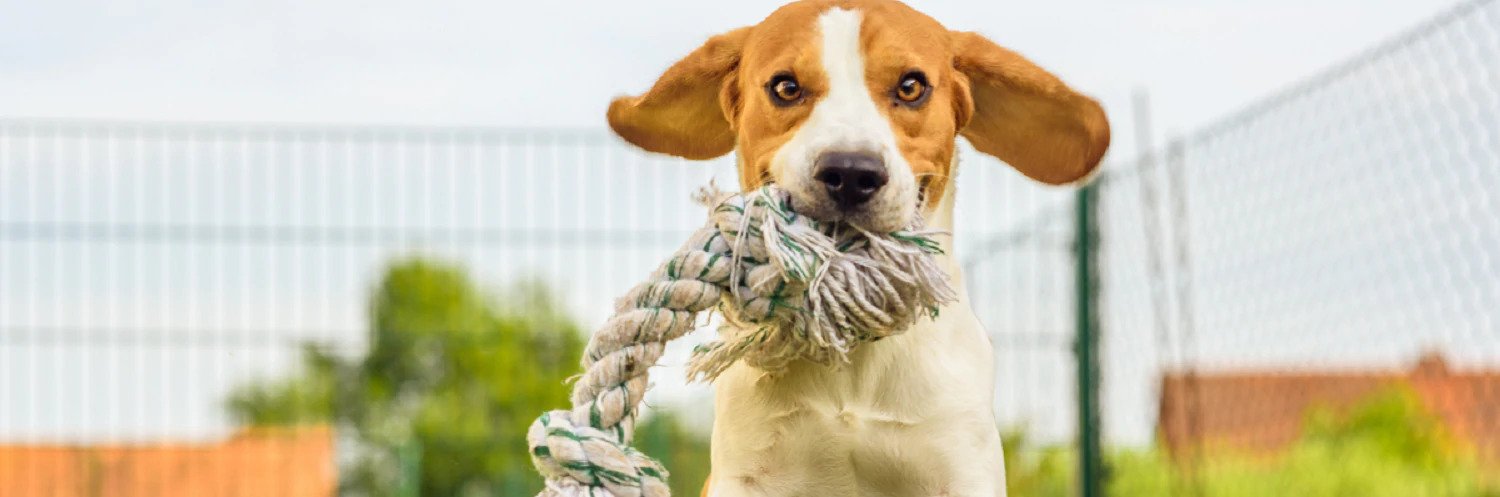 Enrichment Activities for Dogs